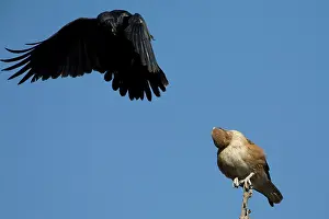 Torresian: Brown Falcon being hassled by a Torresian Crow