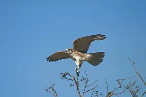Berigora: Brown Falcon - light morph, landing. Usually hunts