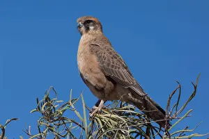 141118: Brown Falcon - Perched on the top of a bush as it
