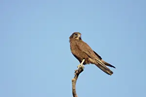 Vantage: Brown Falcon - perched on vantage point