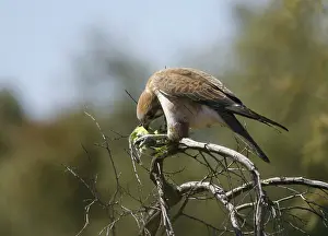 Kill: Brown FALCON - with prey