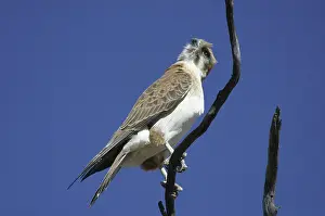 Falco: Brown FALCON - rotating, turning head to look behind