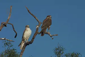 Berigora: Brown Falcons - light morph. Usually hunts from