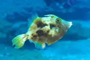 Blanco: Brown filefish (Stephanolepis hispidus), Pasito Blanco reef