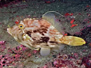 Canary: Brown filefish (Stephanolepis hispidus). Dive site