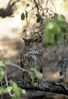 Ketupa: Brown Fish OWL