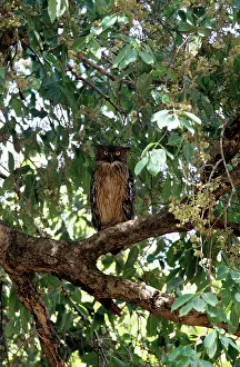 Ketupa: Brown Fish Owl