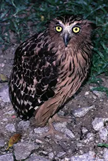 Ketupa: BROWN FISH OWL