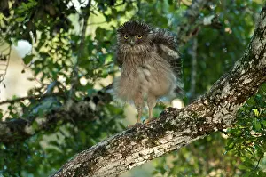 Fluffed: Brown Fish Owl - on branch with feathers fluffed out