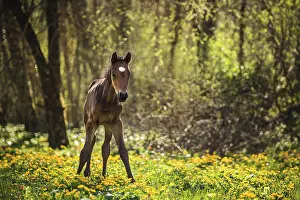 Flowery: Brown Foal (Equus) stands in the forest on a flowery