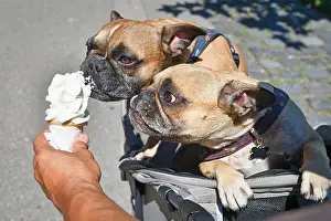 Sweet: Two brown French Bulldog dogs eating soft ice cream
