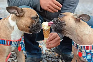 Sweet: Two brown French Bulldog dogs eating vanilla ice