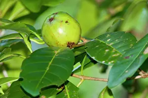 Gardenia: Brown Gardenia - immature fruit growing on the