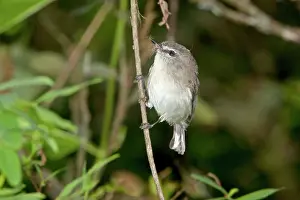 Gerygone: Brown Gerygone