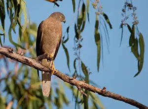 Fasciatus: Brown Goshawk