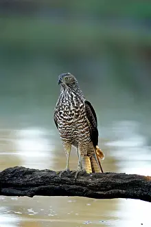 Fasciatus: Brown Goshawk, Australia