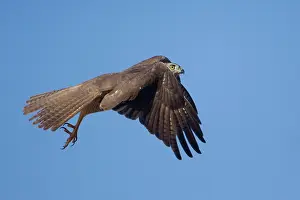 Fasciatus: Brown Goshawk - in flight
