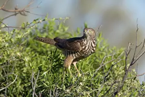 Fasciatus: Brown Goshawk - immature