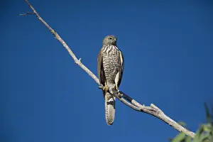 Fasciatus: Brown Goshawk - immature