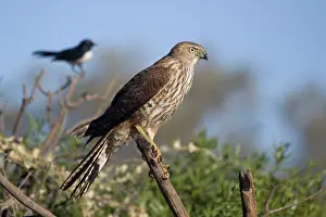 Annoying: Brown Goshawk - immature - near Ti Tree where it