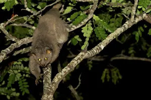 Galago: Brown Greater Galago - walking on a tree branch