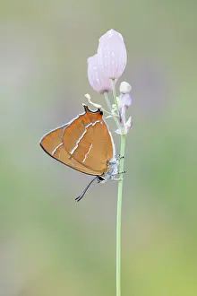 Indeterminate: Brown Hairstreak