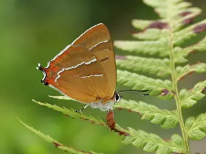 Betulae: Brown Hairstreak
