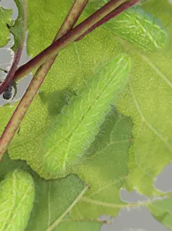 Betulae: Brown Hairstreak