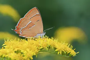 Goldenrod: Brown Hairstreak