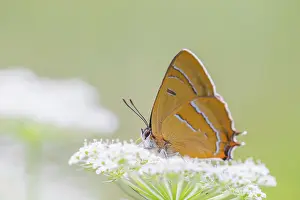 Apiaceae: Brown Hairstreak