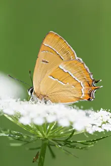 Apiaceae: Brown Hairstreak