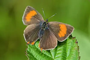 Fruticosus: Brown Hairstreak