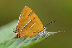 Fruticosus: Brown Hairstreak