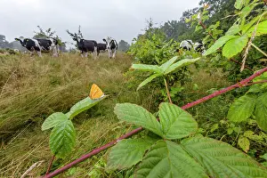 Bramble: Brown Hairstreak