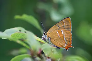 Betulae: Brown Hairstreak Butterfly