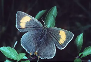John Mason: BROWN HAIRSTREAK BUTTERFLY