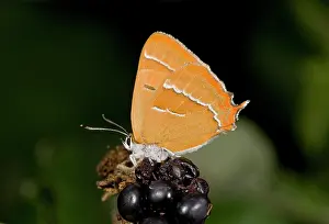Lepidopterae: Brown Hairstreak Butterfly - feeding on a ripe blackberry