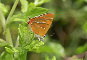 Betulae: Brown Hairstreak Butterfly female basking Dorset, UK