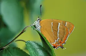 Betulae: Brown Hairstreak Butterfly - on leaf