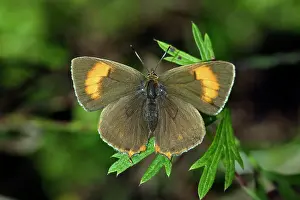 Betulae: Brown Hairstreak Butterfly - resting on plant in garden