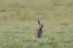 Sven-erik Arndt: Brown Hare 134, S-E Arndt