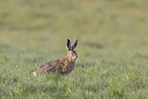 Sven-erik Arndt: Brown Hare 135, S-E Arndt