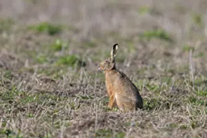 Sven-erik Arndt: Brown Hare 136, S-E Arndt