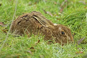 Awake: Brown Hare