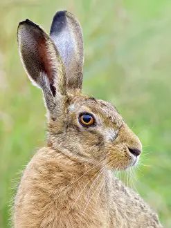 Geoff Du Feu: Brown Hare
