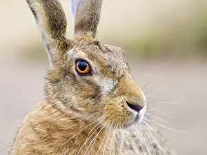 Geoff Du Feu: Brown Hare