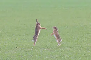 Sven-erik Arndt: Brown Hare boxing 81, S-E Arndt