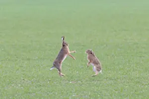Sven-erik Arndt: Brown Hare boxing 82, S-E Arndt