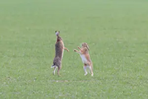 Sven-erik Arndt: Brown Hare boxing 85, S-E Arndt