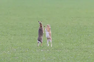 Sven-erik Arndt: Brown Hare boxing 88, S-E Arndt